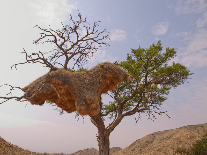 Hammerstein Lodge, Weaver Bird